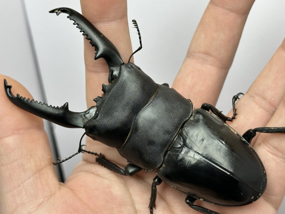 パラワンオオヒラタ（マンタリガハン産）110.6㎜サイクルデータ