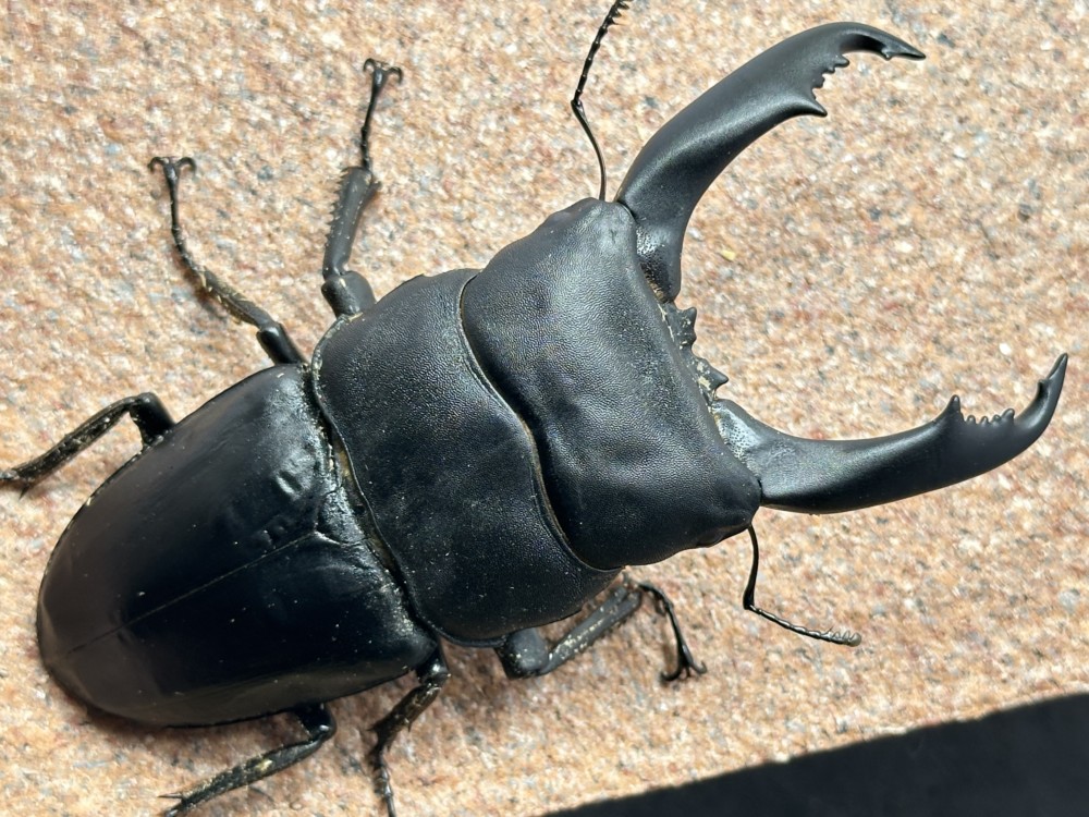 新たにお迎えした個体たち(^^)/~~~