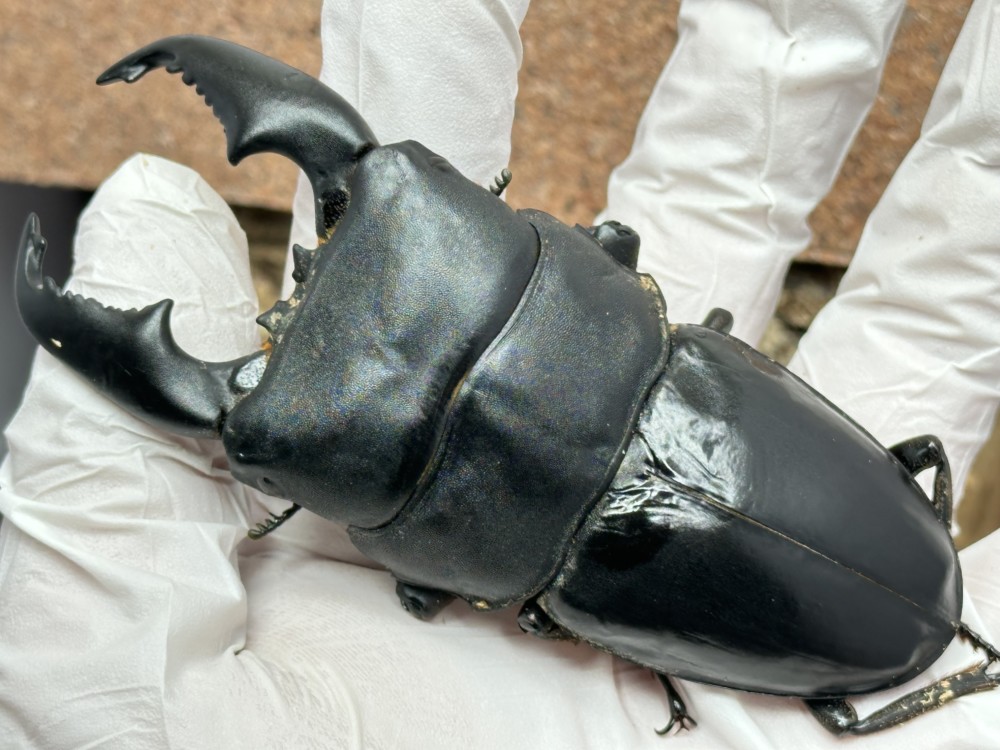 スマトラヒラタ（アチェ州）今年の種親(^^)/~~~